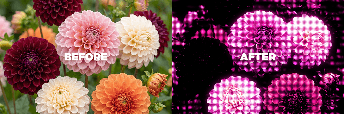 Pink Phosphor